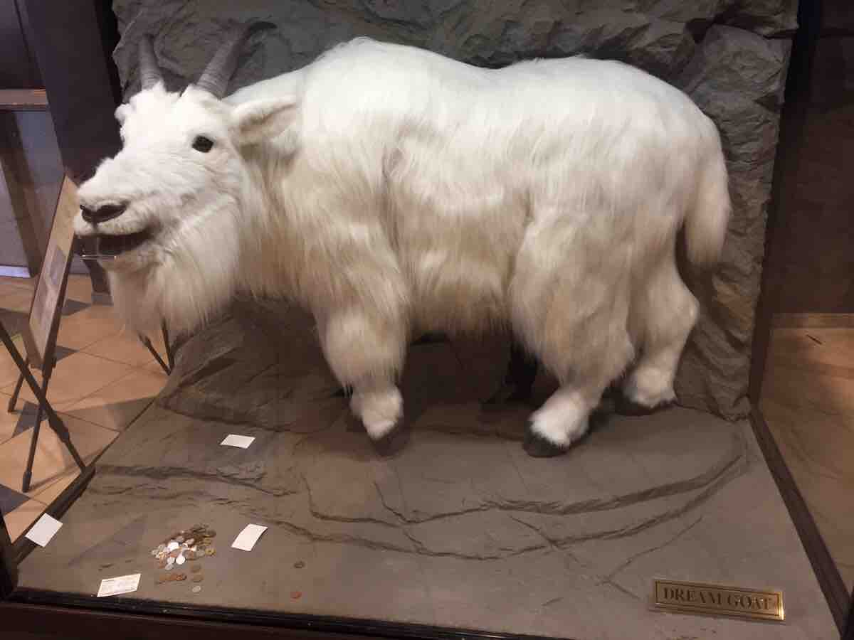 「江戸川競艇場」のヘンな生き物